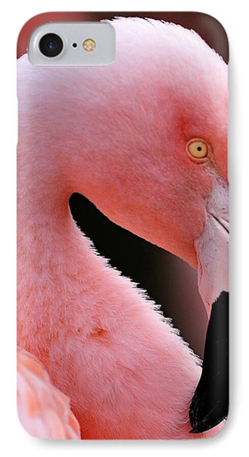 Portrait of a Flamingo iPhone 7 Case by Bill Dodsworth - Fine Art America