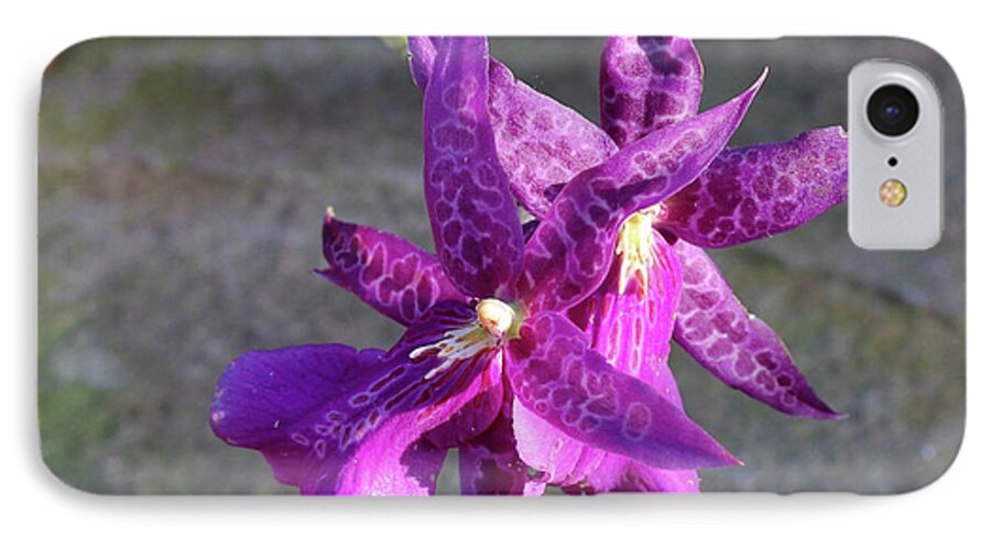 Orchids iPhone 7 Case featuring the photograph Potted and Purple by Rachel Cohen