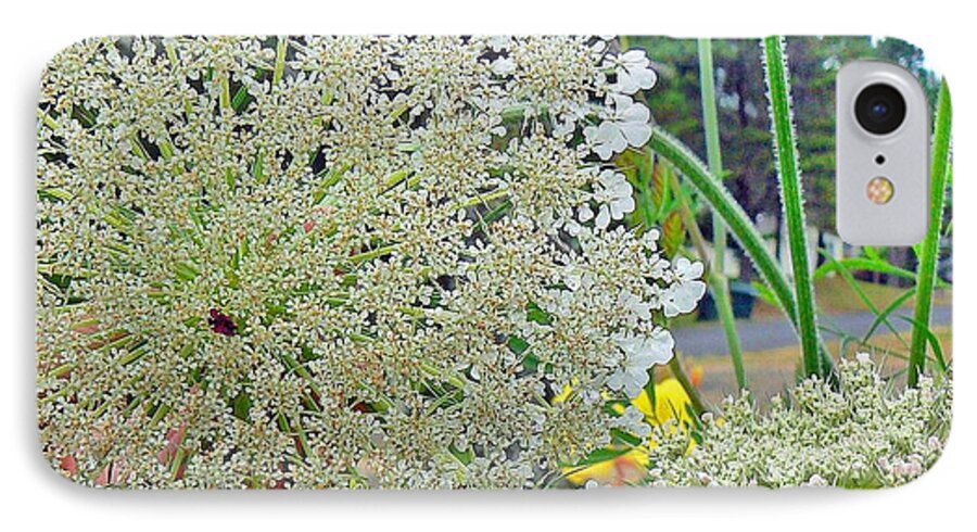 Pamela Patch iPhone 7 Case featuring the photograph Queen Anne's Lace by Pamela Patch