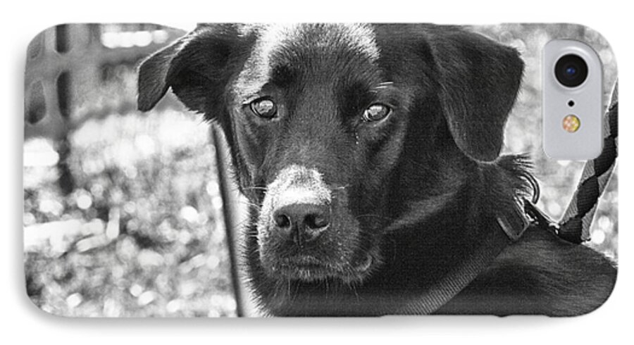 Dog iPhone 7 Case featuring the photograph Sad eyes by Eunice Gibb