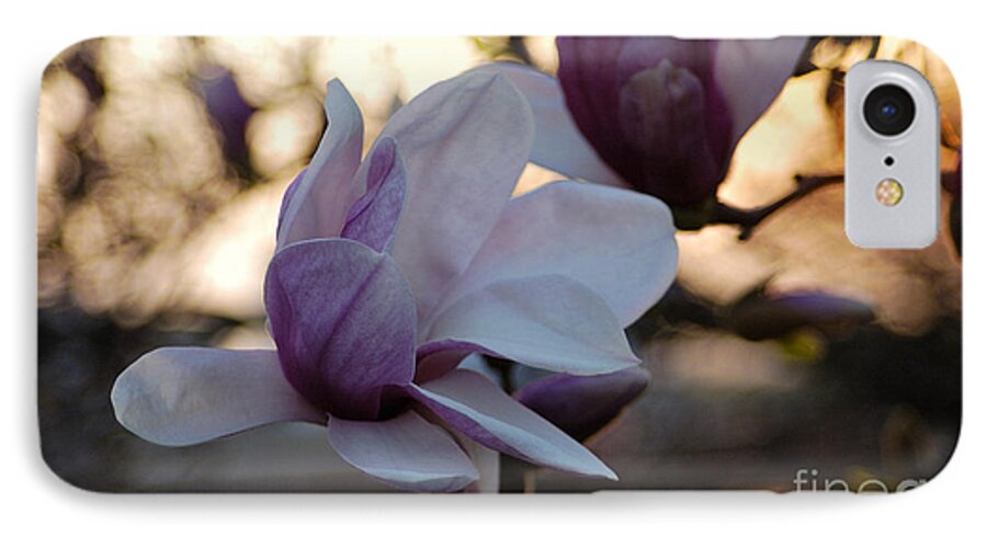 Magnolia Flower Sun Sunset Reflection Back Light Delicacy Beauty Nature Garden iPhone 7 Case featuring the photograph See You Tomorrow by Vilas Malankar