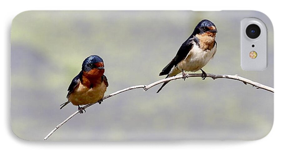 Barn Swallows iPhone 7 Case featuring the photograph Sharing a Branch by Elizabeth Winter