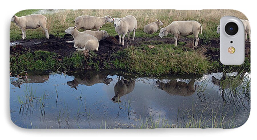 Sheep iPhone 7 Case featuring the photograph Sheep by Vilas Malankar