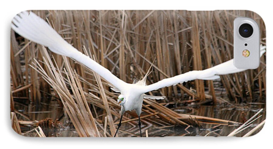 Snowy Egret iPhone 7 Case featuring the photograph Snowy Egret Liftoff by Mark J Seefeldt