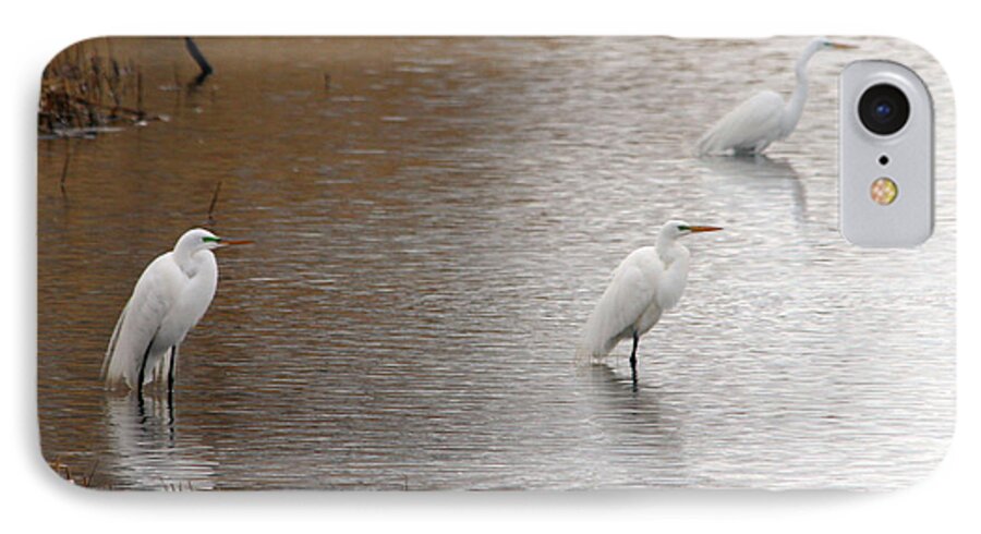 Snowy Egret iPhone 7 Case featuring the photograph Snowy Egret Trio by Mark J Seefeldt