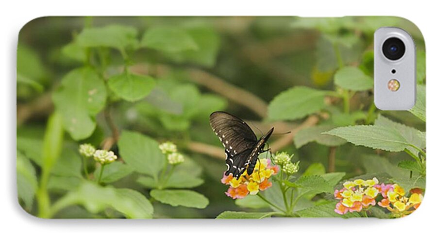 Lantan Camara iPhone 7 Case featuring the photograph Spicebush Swallowtail Butterfly on Lantana shrub verbena by Marianne Campolongo