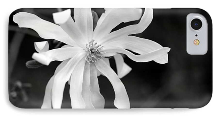 Star Magnolia iPhone 7 Case featuring the photograph Star Magnolia by Lisa Phillips