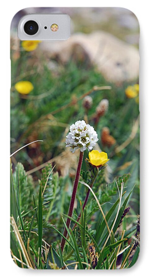 Wildflower iPhone 7 Case featuring the photograph Summit Lake White Globe by Robert Meyers-Lussier