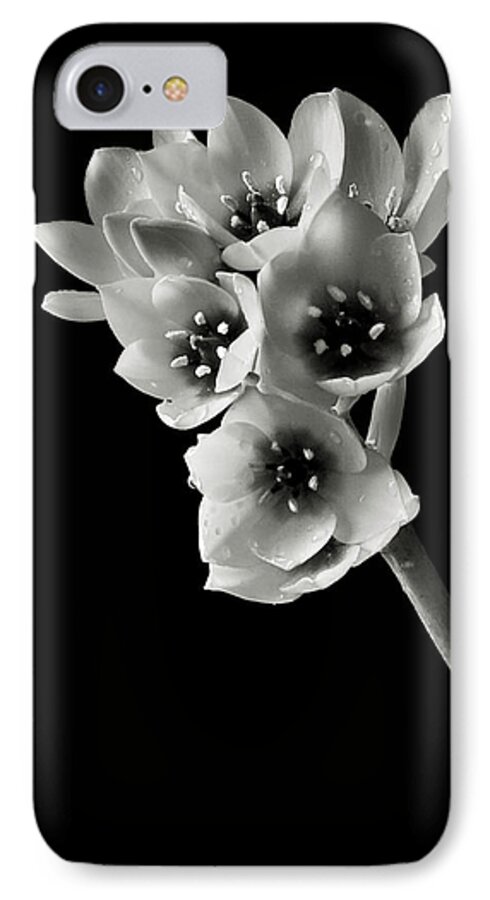 Flower iPhone 7 Case featuring the photograph Sun Star in Black and White by Endre Balogh