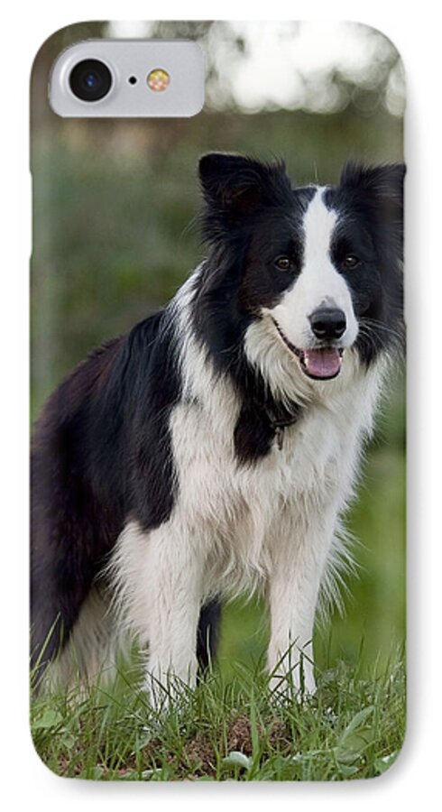 Border Collie iPhone 7 Case featuring the photograph Taj - Border Collie by Michelle Wrighton