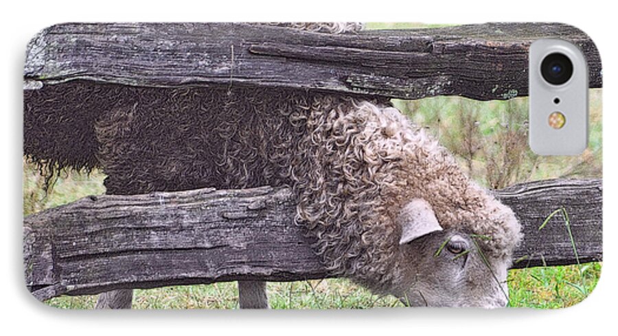 Sheep iPhone 7 Case featuring the photograph The Grass...On The Other Side by Lydia Holly