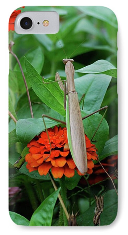 Insects iPhone 7 Case featuring the photograph The Patience of a Mantis by Thomas Woolworth
