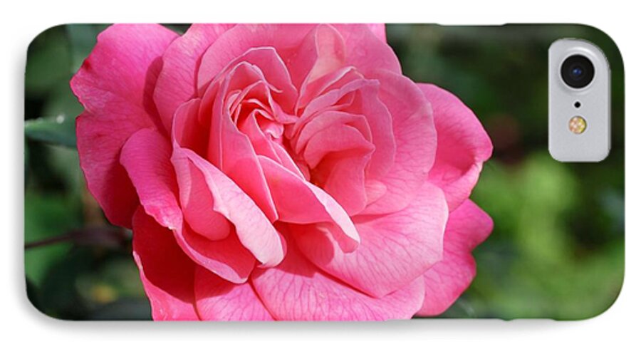 Rose iPhone 7 Case featuring the photograph The Pink Rose by Fotosas Photography