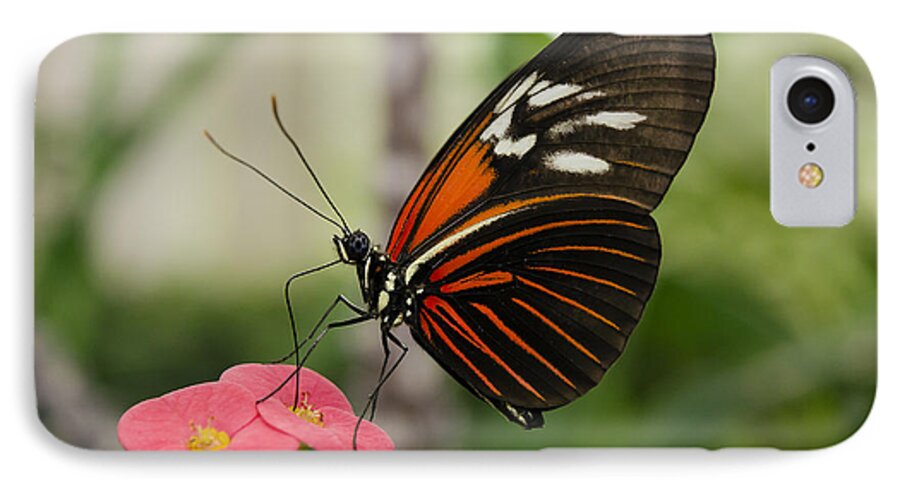 Butterfly iPhone 7 Case featuring the photograph The Red Admiral by Mary Jane Armstrong
