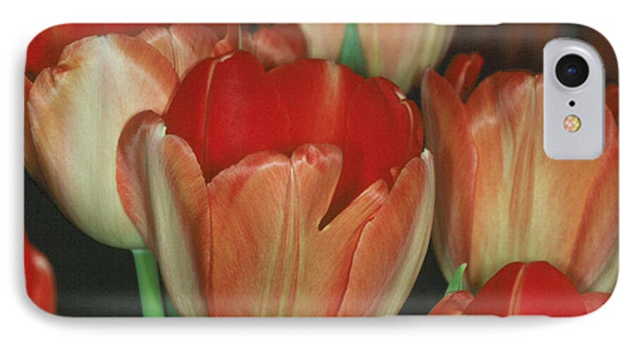 Flower iPhone 7 Case featuring the photograph Tulip 1 by Andy Shomock