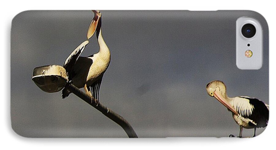 Australia iPhone 7 Case featuring the photograph Two on a pole by Blair Stuart