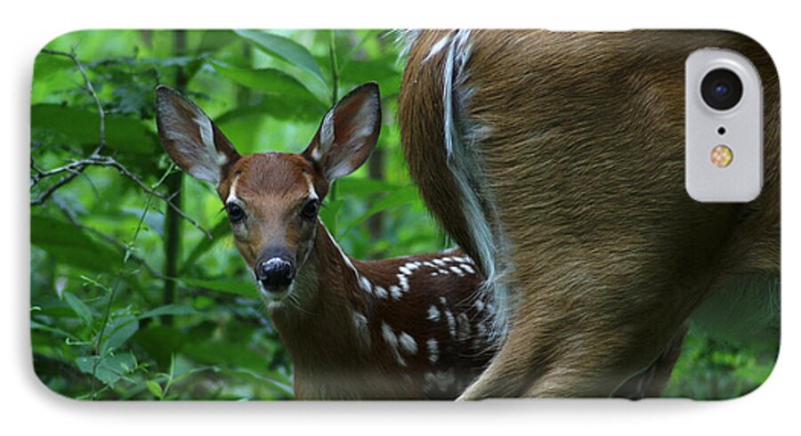 Deer iPhone 7 Case featuring the photograph Whitetail Fawn by TnBackroadsPhotos 