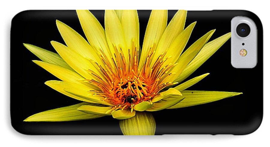 Aquatic iPhone 7 Case featuring the photograph Yellow Water Lily by Nick Zelinsky Jr