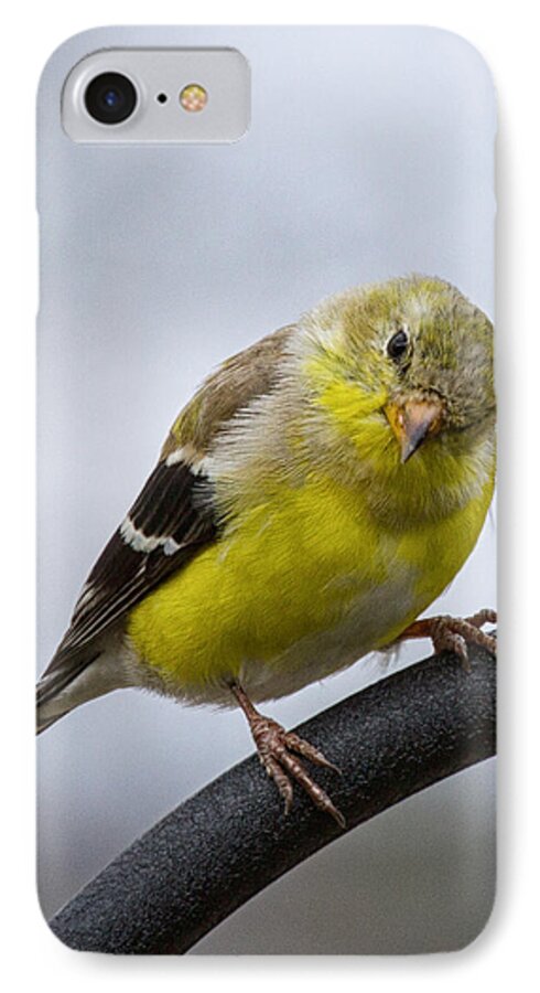 American Goldfinch iPhone 7 Case featuring the photograph American Goldfinch #1 by Brian Caldwell