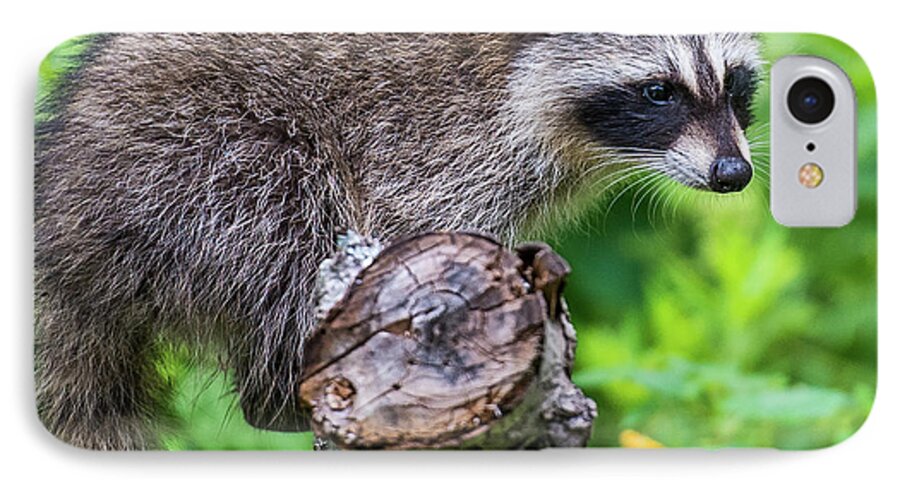 Racoon iPhone 7 Case featuring the photograph Baby Racoon #1 by Paul Freidlund