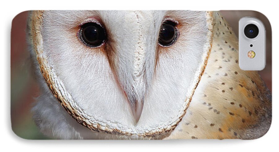 Owls iPhone 7 Case featuring the photograph Barn Owl #1 by Elaine Malott