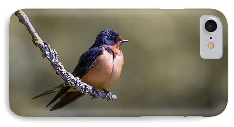 Swallow iPhone 7 Case featuring the photograph Barn Swallow #1 by Kathy King