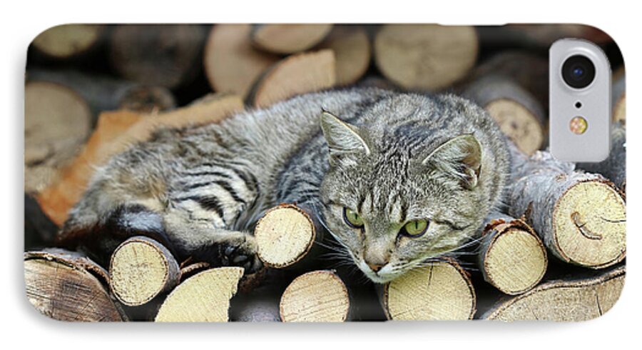 Rest iPhone 7 Case featuring the photograph Cat resting on a heap of logs #1 by Michal Boubin