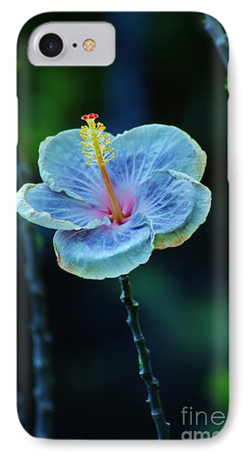 Hibiscus iPhone 7 Case featuring the photograph Fading Beauty #1 by Craig Wood