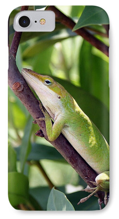 Photography iPhone 7 Case featuring the photograph Hanging on #1 by Shelley Jones