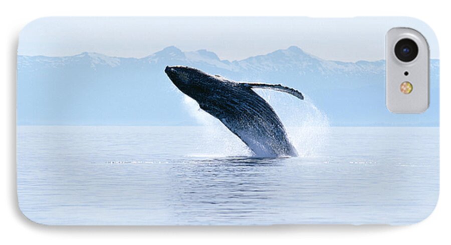 Active iPhone 7 Case featuring the photograph Humpback Whale Breaching #1 by John Hyde - Printscapes