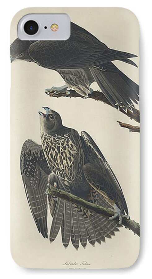 Audubon iPhone 7 Case featuring the drawing Labrador Falcon #1 by Dreyer Wildlife Print Collections 