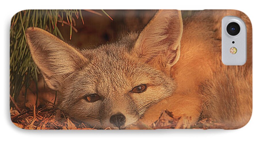 Animal iPhone 7 Case featuring the photograph San Joaquin Kit Fox #1 by Brian Cross