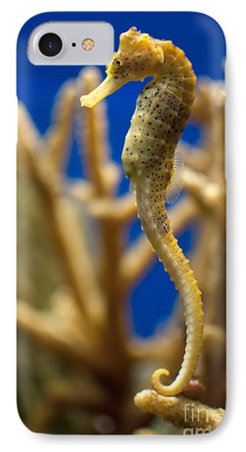 Aquarium iPhone 7 Case featuring the digital art Sea Horses #1 by Carol Ailles