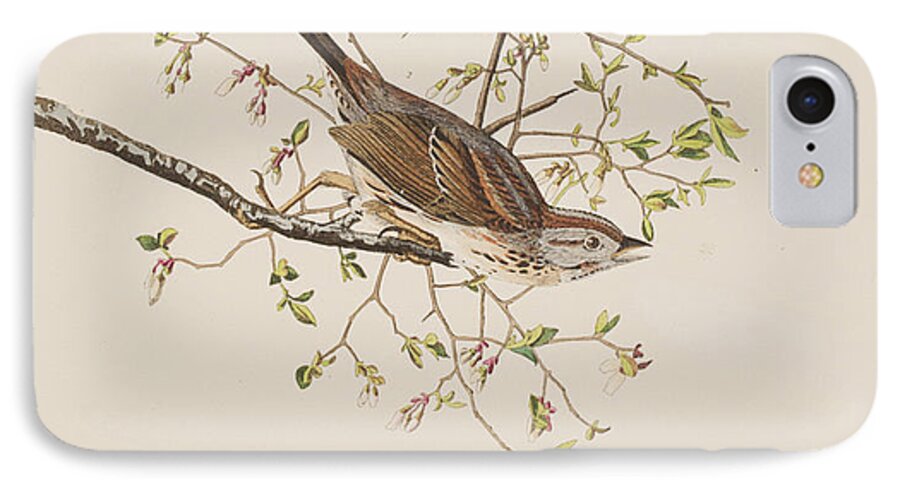 Song Sparrow iPhone 7 Case featuring the painting Song Sparrow by John James Audubon