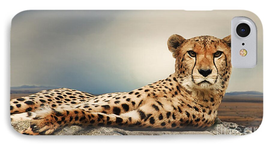 Cheetah iPhone 7 Case featuring the photograph The Cheetah #4 by Christine Sponchia