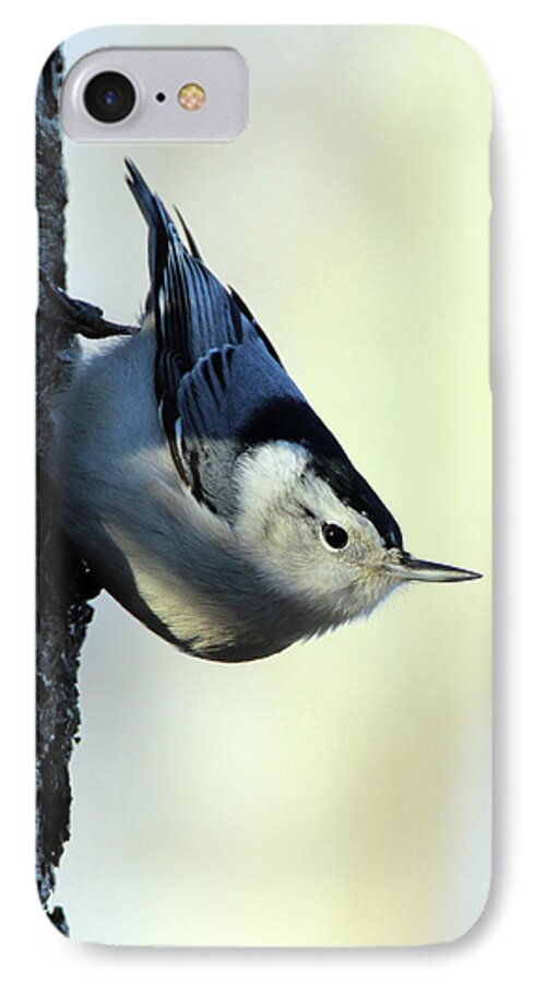 White Breasted Nuthatch iPhone 7 Case featuring the photograph White Breasted Nuthatch Wading River New York #1 by Bob Savage