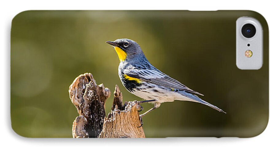 Yellow_rumped_warbler iPhone 7 Case featuring the photograph Yellow-rumped Warbler #1 by Tam Ryan