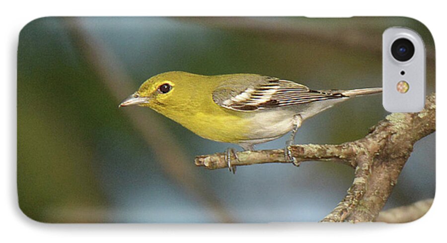 Bird iPhone 7 Case featuring the photograph Yellow-throated Vireo #1 by Alan Lenk
