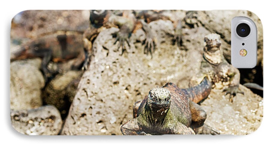 Marine Iguana iPhone 7 Case featuring the photograph Marine Iguana on Galapagos Islands #15 by Marek Poplawski