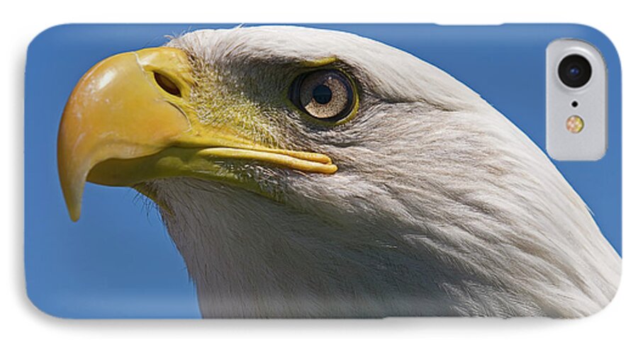 Bald Eagle iPhone 7 Case featuring the photograph Bald Eagle #2 by JT Lewis