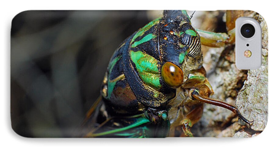 Photograph iPhone 7 Case featuring the photograph Cicada #2 by Larah McElroy