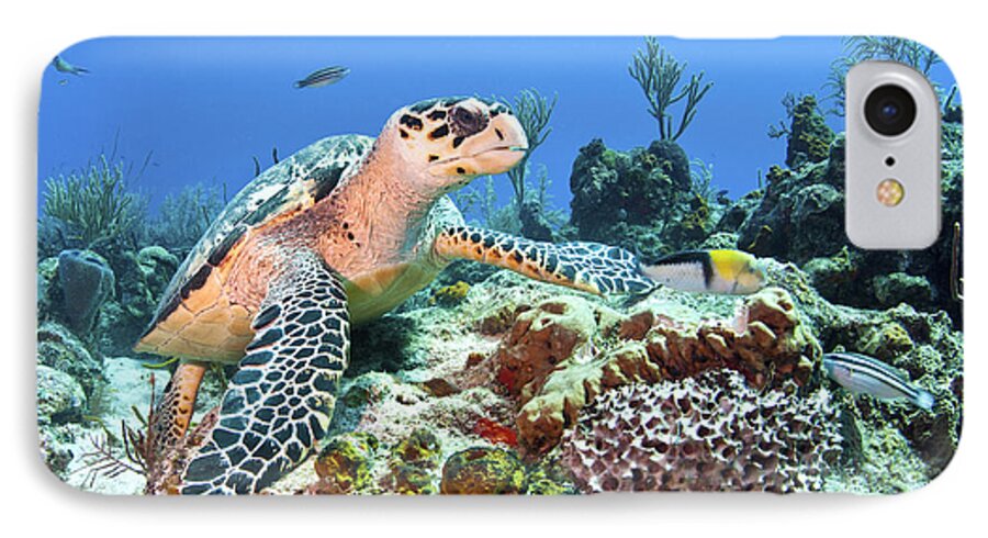 Coral iPhone 7 Case featuring the photograph Hawksbill Turtle Feeding On Sponge #2 by Karen Doody