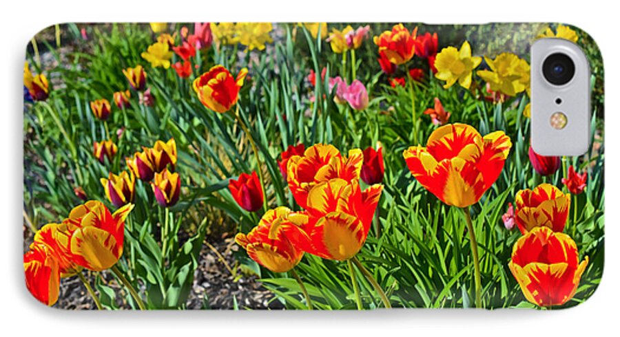 Tulips iPhone 7 Case featuring the photograph 2015 Acewood Tulips 1 by Janis Senungetuk
