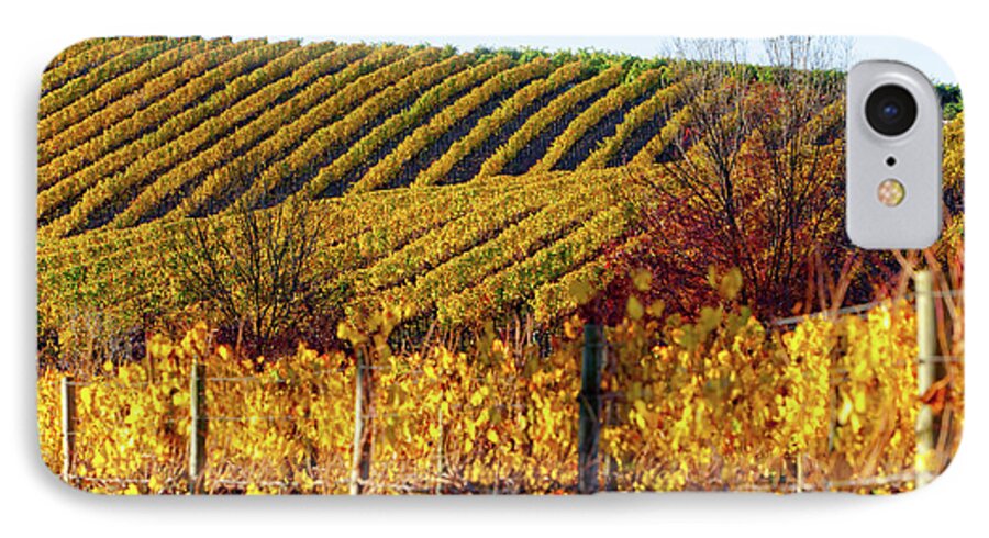 Autumn Vines Gum Trees Vineyard Adelaide Hills Mt Lofty Ranges South Australia Australian Landscape iPhone 7 Case featuring the photograph Autumn Vines #2 by Bill Robinson