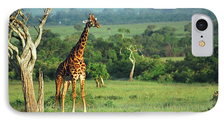 Giraffe iPhone 7 Case featuring the photograph Giraffe #3 by Sebastian Musial