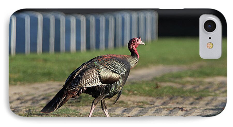 Wild Turkey iPhone 7 Case featuring the photograph Wild Turkey Calverton New York #4 by Bob Savage