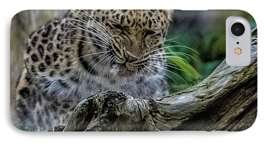 Leopard.leopards iPhone 7 Case featuring the photograph Amur Leopard #6 by Martin Newman