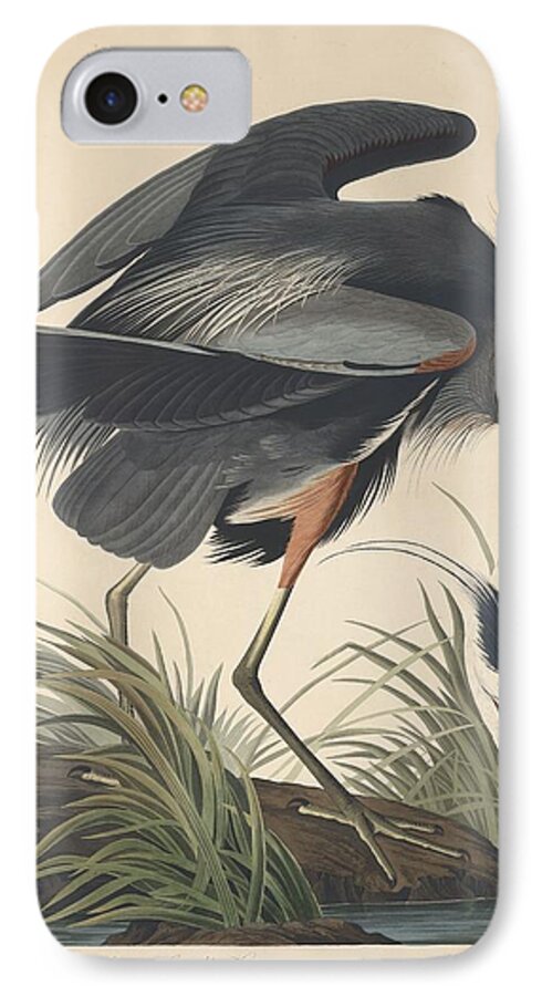Audubon iPhone 7 Case featuring the drawing Great Blue Heron #7 by Dreyer Wildlife Print Collections 