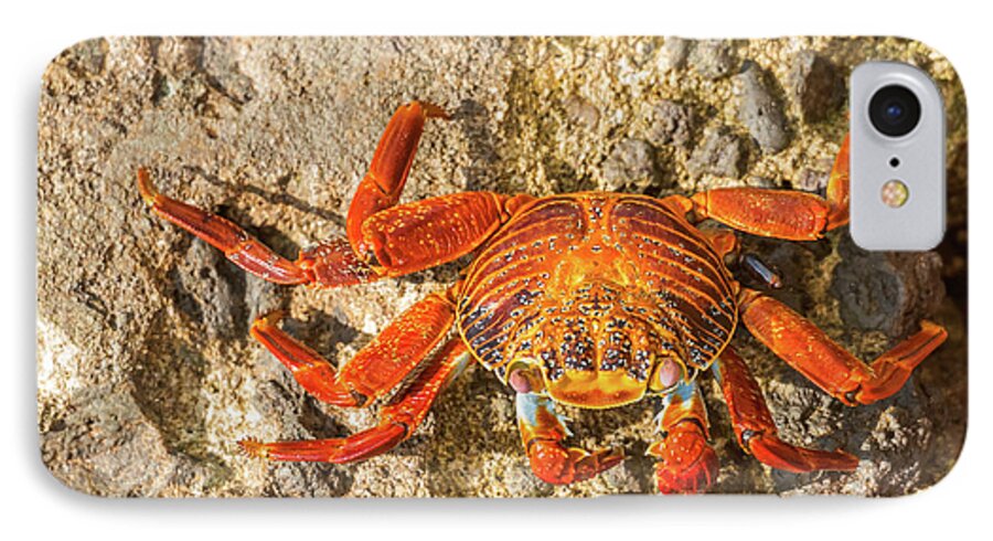 Galapagos Islands iPhone 7 Case featuring the photograph Sally Lightfoot crab on Galapagos Islands #7 by Marek Poplawski