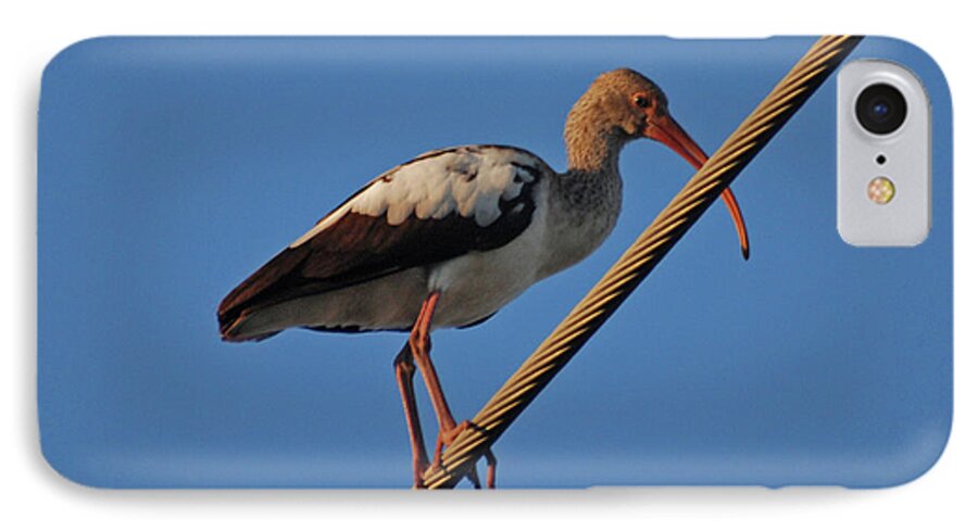  Ibis iPhone 7 Case featuring the photograph 8- Brown Ibis by Joseph Keane